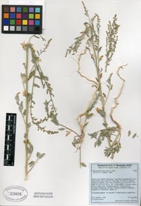 Herbarium Sheet of UCR 179471